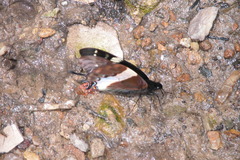 Papilio cacicus