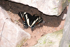 Papilio cacicus