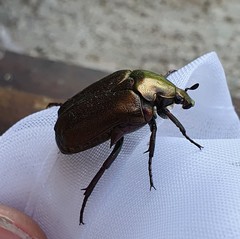 Protaetia cuprea