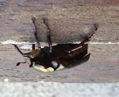 Protaetia cuprea