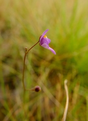 Utricularia amethystina