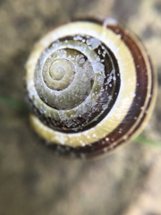 Cepaea nemoralis