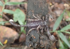 Opisthacanthus validus