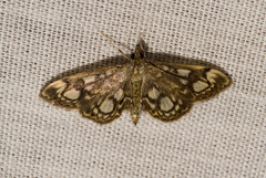 Anania coronata