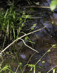 Carex folliculata