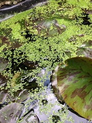 Lissotriton vulgaris