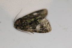 Phosphila miselioides