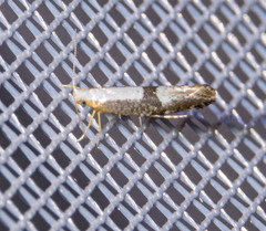 Argyresthia spinosella