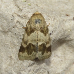 Schinia obscurata