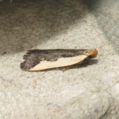 Dichomeris inserrata