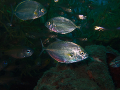 Caranx papuensis