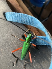 Plinthocoelium chilense