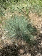 Corynephorus canescens