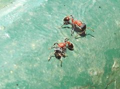 Dilobocondyla fouqueti