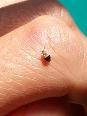Sennius lateapicalis