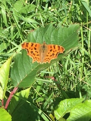 Polygonia c-album