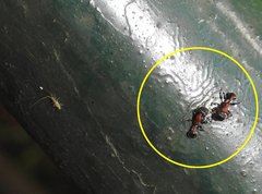 Dilobocondyla fouqueti