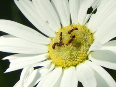 Dolichoderus plagiatus