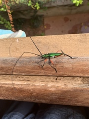 Plinthocoelium chilense