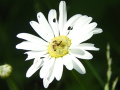 Dolichoderus plagiatus