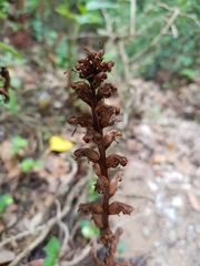 Orobanche hederae