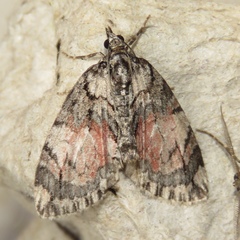 Hydriomena perfracta