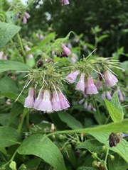 Symphytum officinale