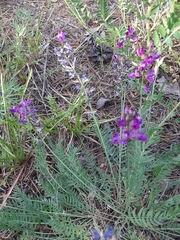 Oxytropis coerulea