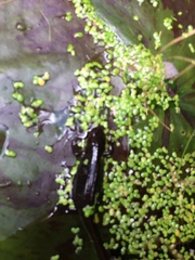 Lissotriton vulgaris