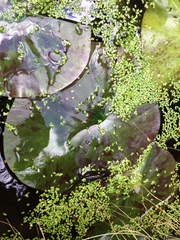 Lissotriton vulgaris