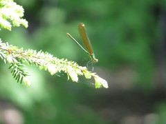 Calopteryx amata