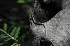Plestiodon