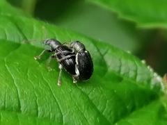 Phyllobius viridicollis