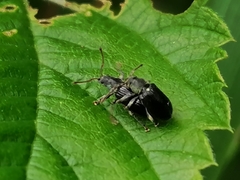 Phyllobius viridicollis