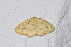 Periclina syctaria