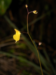 Utricularia hispida