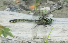 Gomphurus lineatifrons