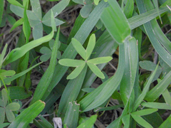 Oxalis bipartita