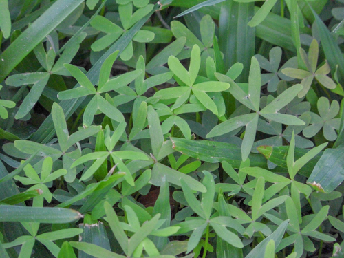 Oxalis bipartita