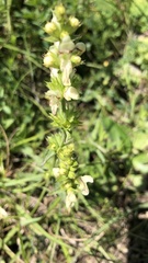 Stachys recta