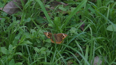 Junonia genoveva genoveva