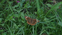 Junonia genoveva genoveva