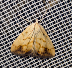 Evergestis extimalis