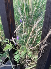 Astragalus suffruticosus