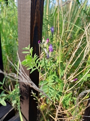 Astragalus suffruticosus