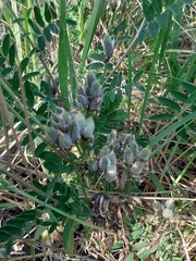 Astragalus suffruticosus