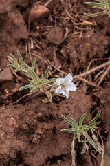 Convolvulus ammannii