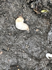 Deroceras reticulatum