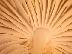 Hymenopellis furfuracea image