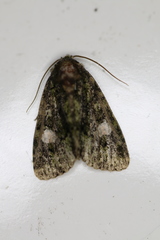 Phosphila miselioides